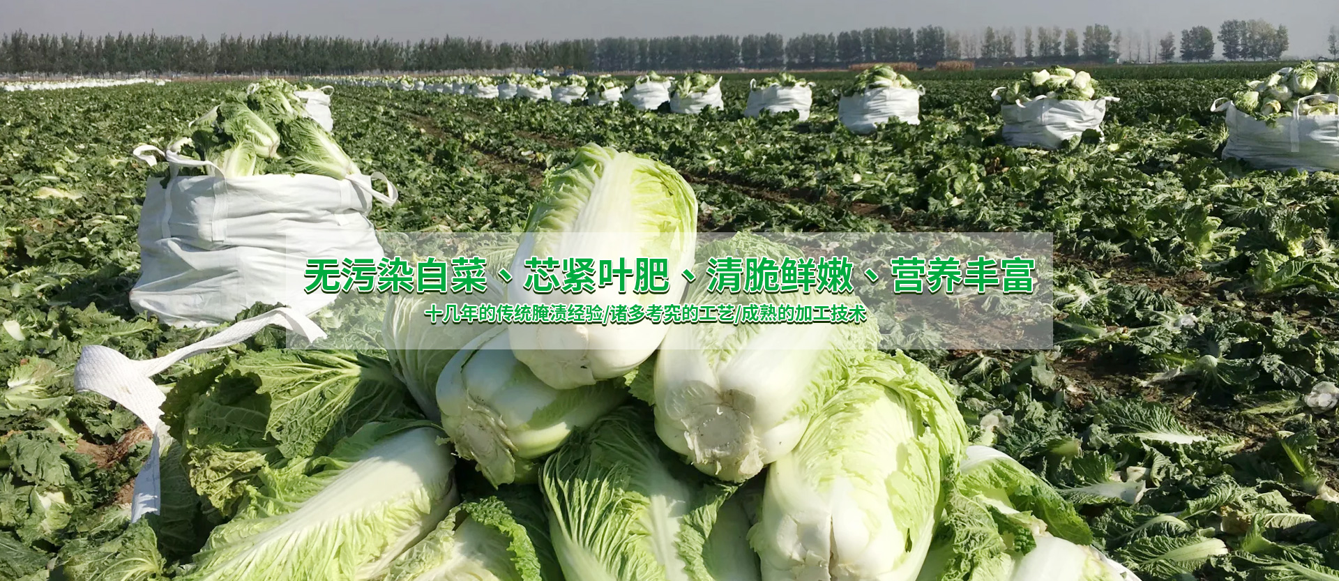 东北酸菜